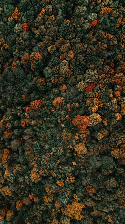 绿叶树航空摄影